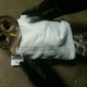 Illustration for article titled Owls are weighed wrapped up in blankets like little bird burritos